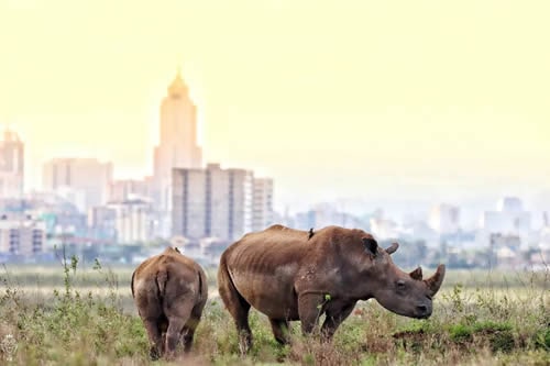 4-days-masai-mara-and-nakuru-budget-safari