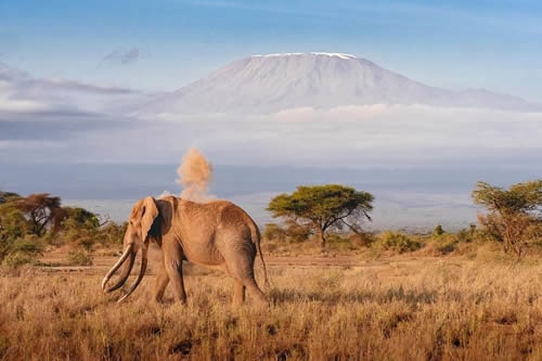 12-days-kenya-tanzania-safaris