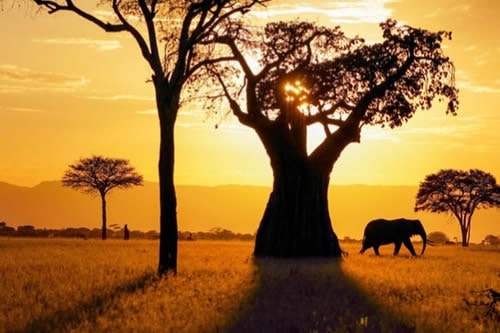 13-days-kenya-tanzania-safaris
