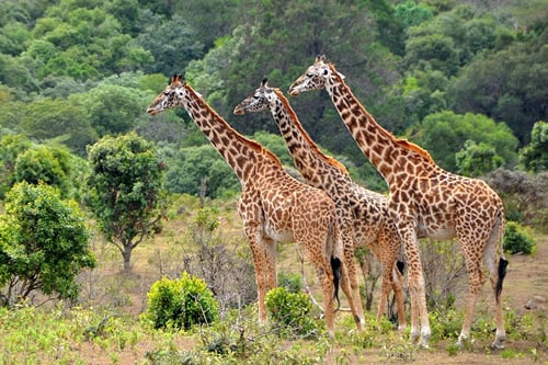 4-days-serengeti-and-ngorongoro-crater-budget-safari